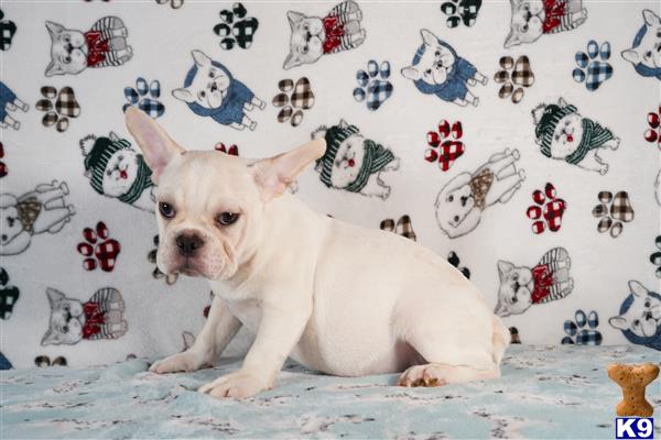 tankrtots Picture 3